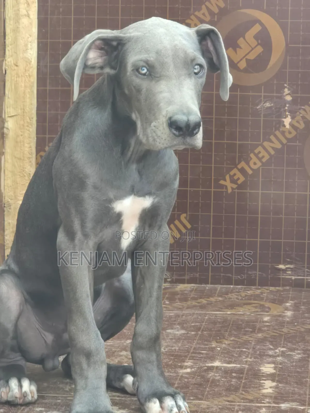 1-3 months Male Purebred Great Dane
