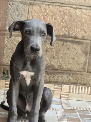 1-3 months Male Purebred Great Dane