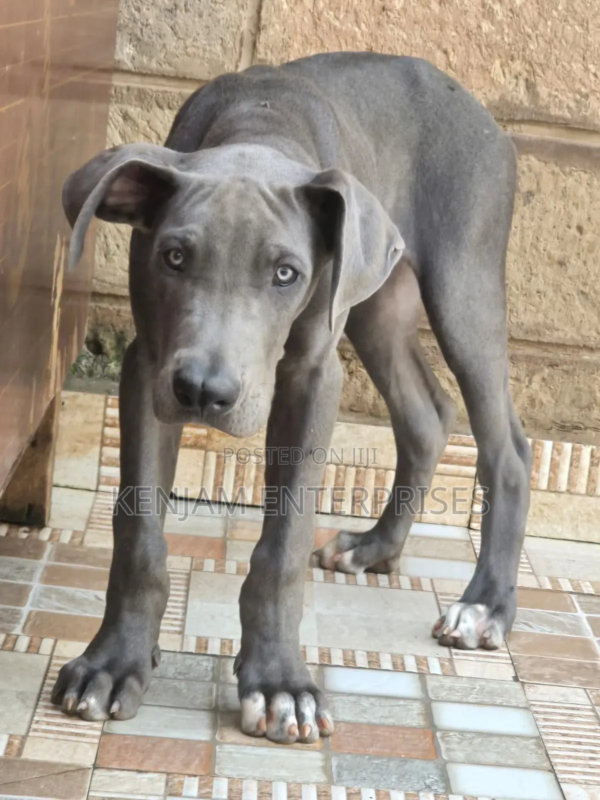 1-3 months Male Purebred Great Dane