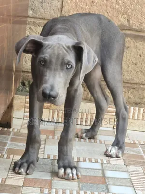 1-3 months Male Purebred Great Dane