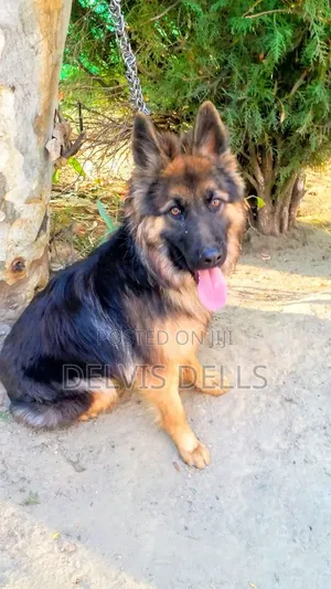 6-12 months Male Purebred German Shepherd