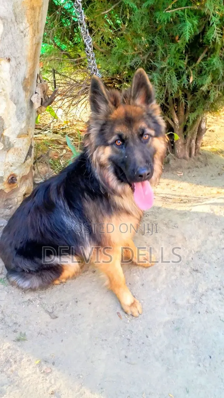 6-12 months Male Purebred German Shepherd