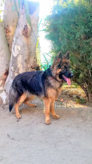 6-12 months Male Purebred German Shepherd