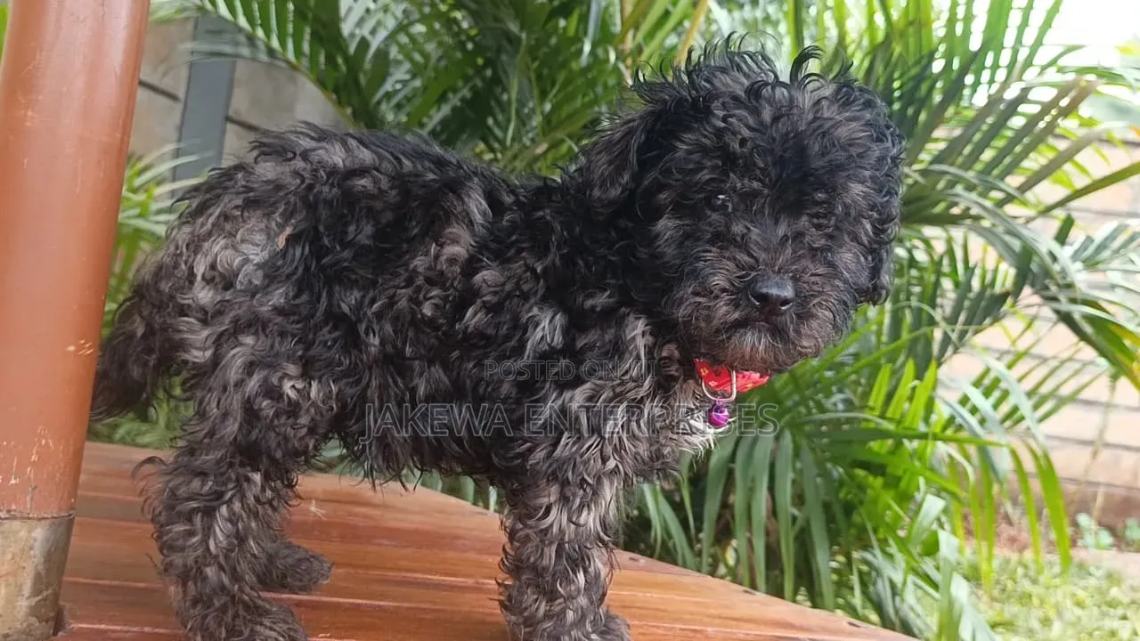 1-3 months Male Purebred Havanese