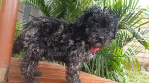 1-3 months Male Purebred Havanese