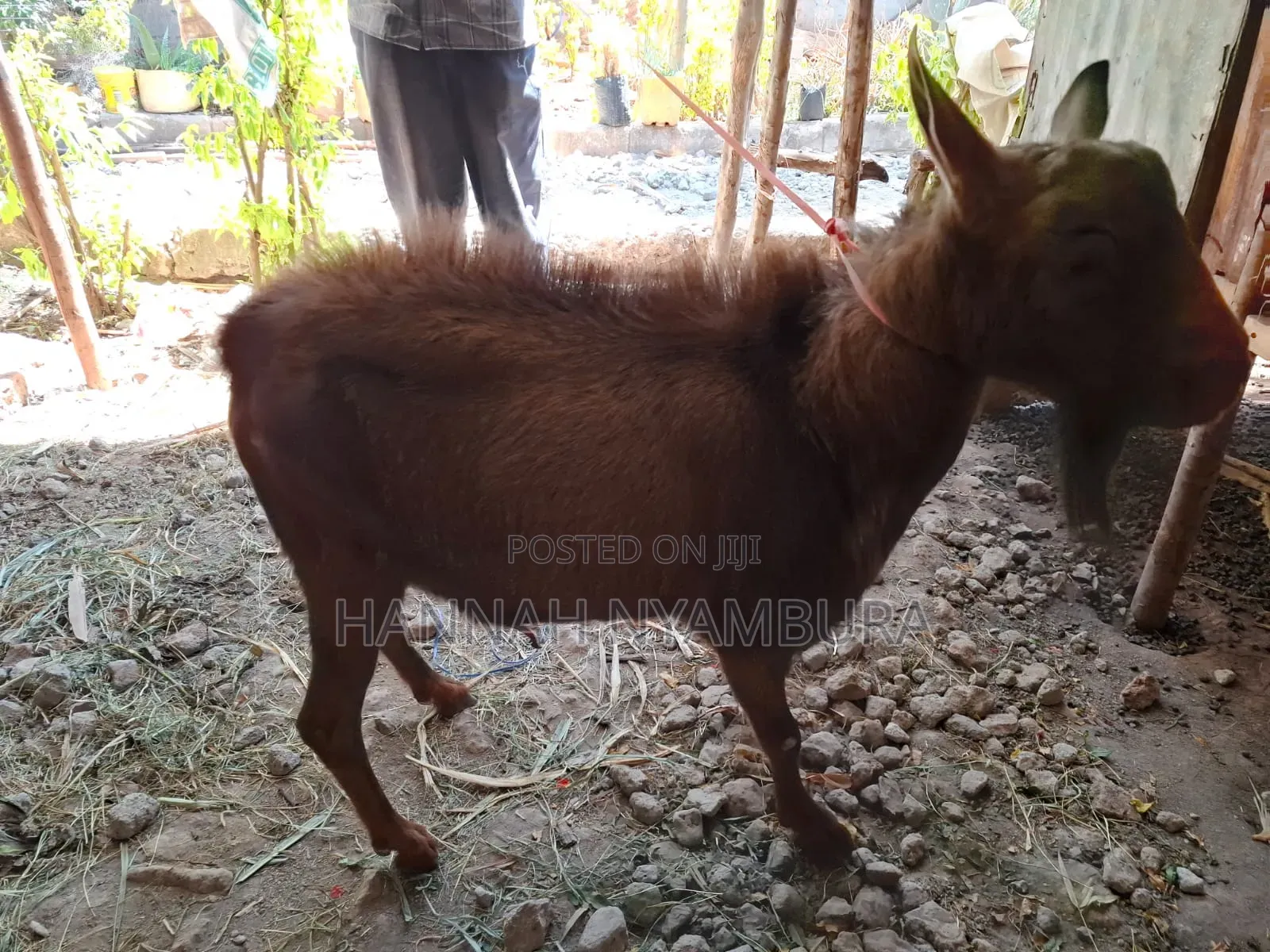 Male Goat Thenge Ruai