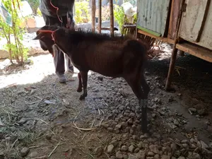 Male Goat Thenge Ruai
