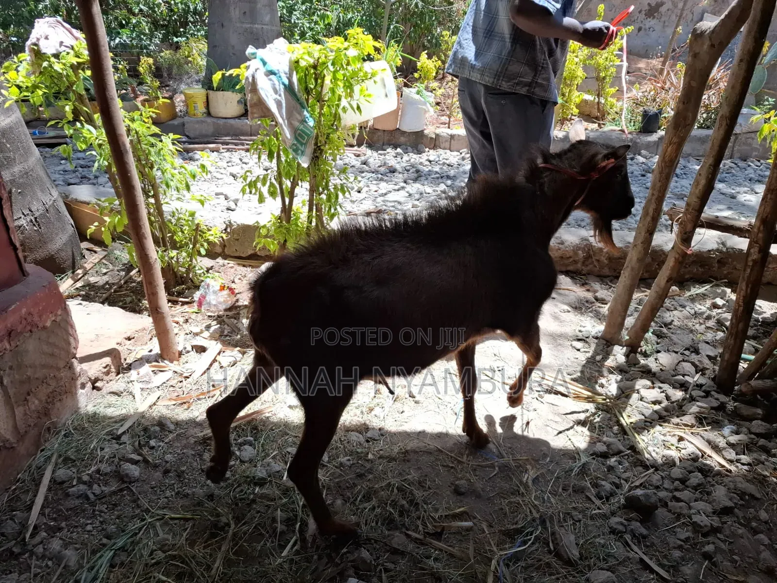 Male Goat Thenge Ruai