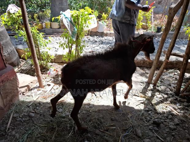 Male Goat Thenge Ruai - thumbnail 3