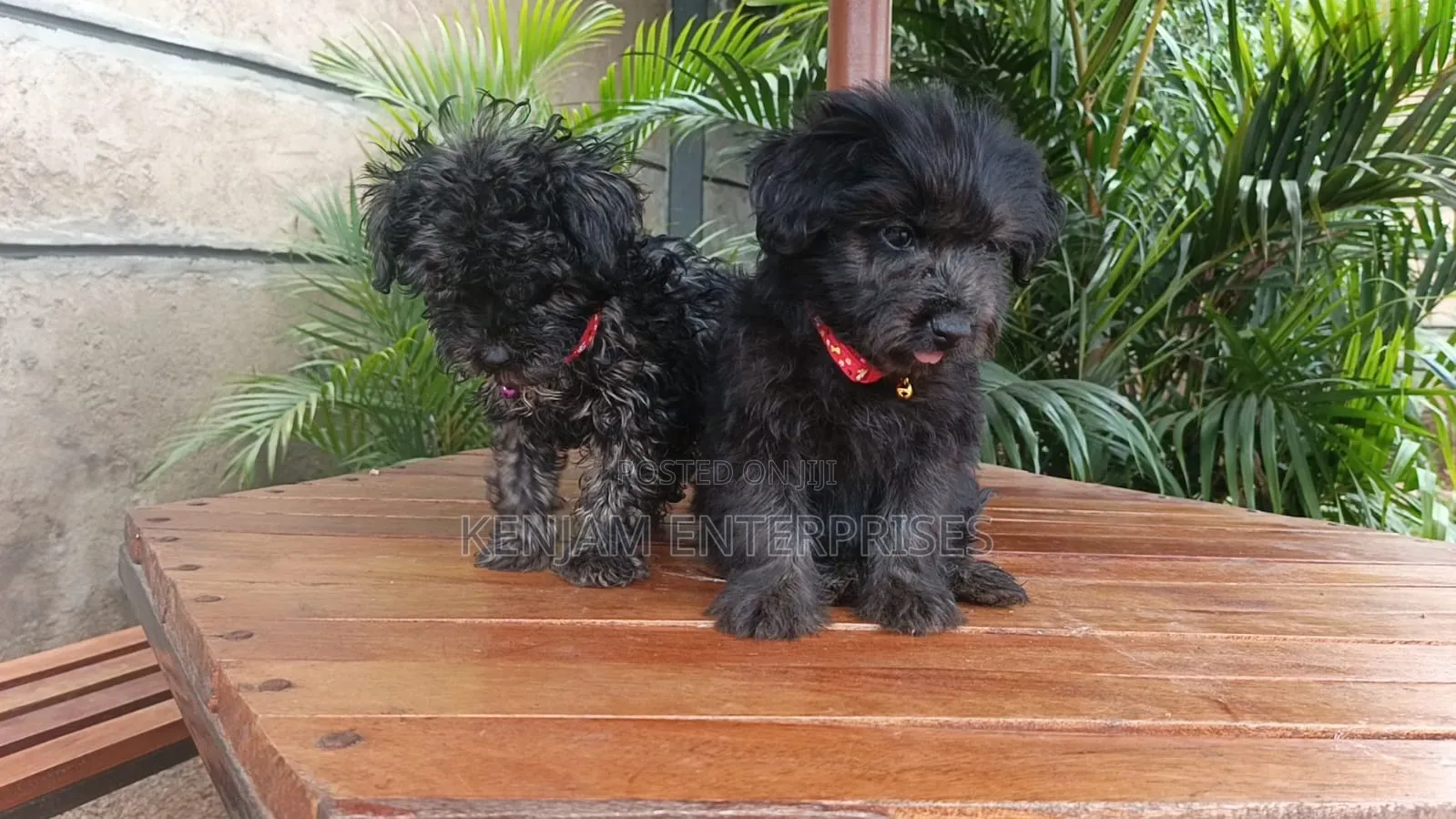 1-3 months Female Purebred Havanese