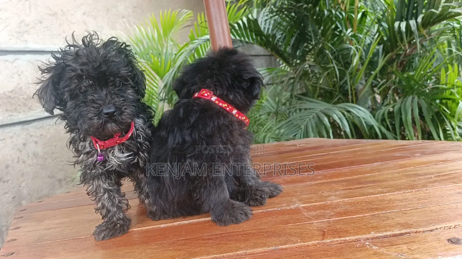 1-3 months Female Purebred Havanese