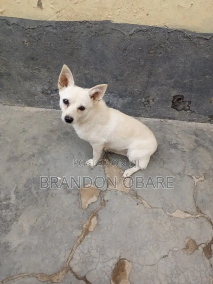6-12 months Female Purebred Chihuahua