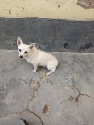 6-12 months Female Purebred Chihuahua
