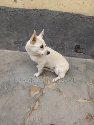 6-12 months Female Purebred Chihuahua
