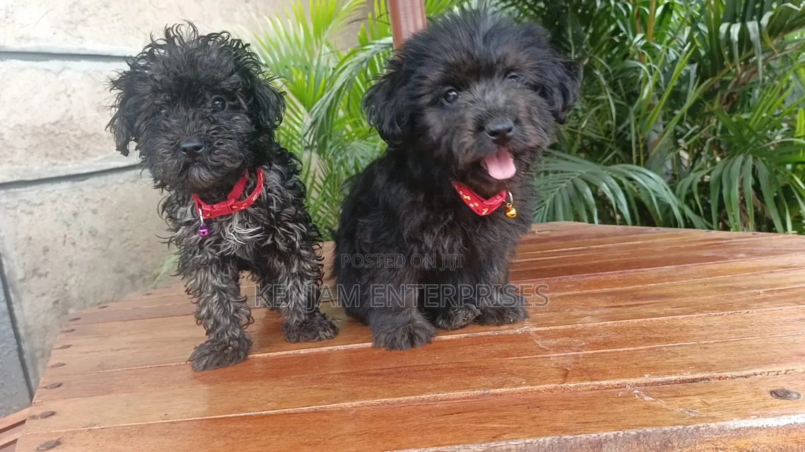 1-3 months Male Purebred Havanese