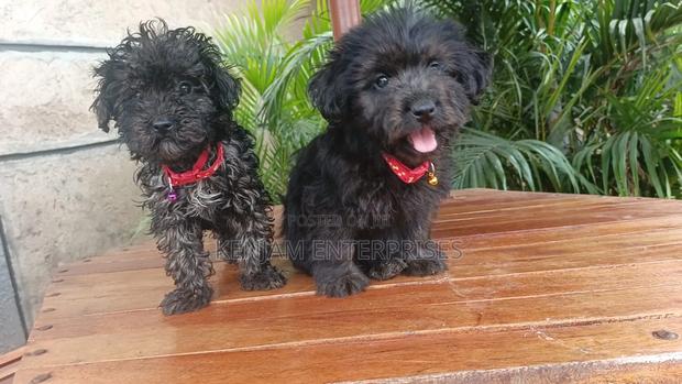 1-3 months Male Purebred Havanese