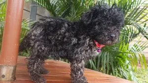 1-3 months Male Purebred Maltipoo