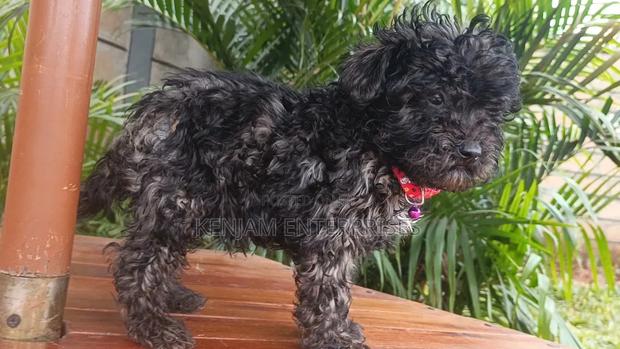 1-3 months Male Purebred Maltipoo - thumbnail 2