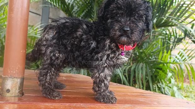 1-3 months Male Purebred Maltipoo