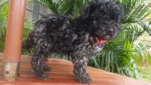 1-3 months Male Purebred Maltipoo