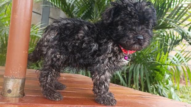 1-3 months Male Purebred Maltipoo - thumbnail 3
