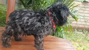 1-3 months Male Purebred Maltipoo