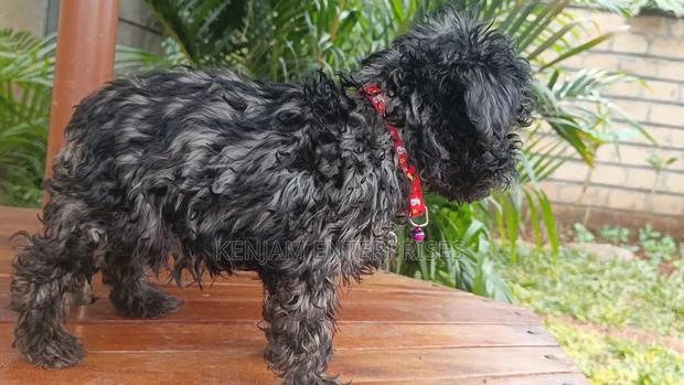 1-3 months Male Purebred Maltipoo - thumbnail 4