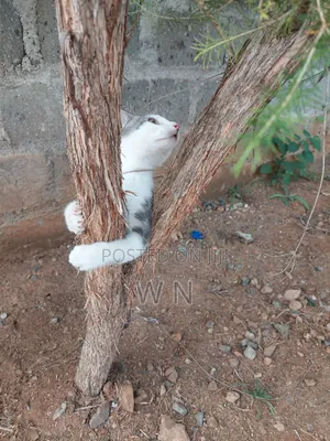 3-6 months Male Purebred American Shorthair