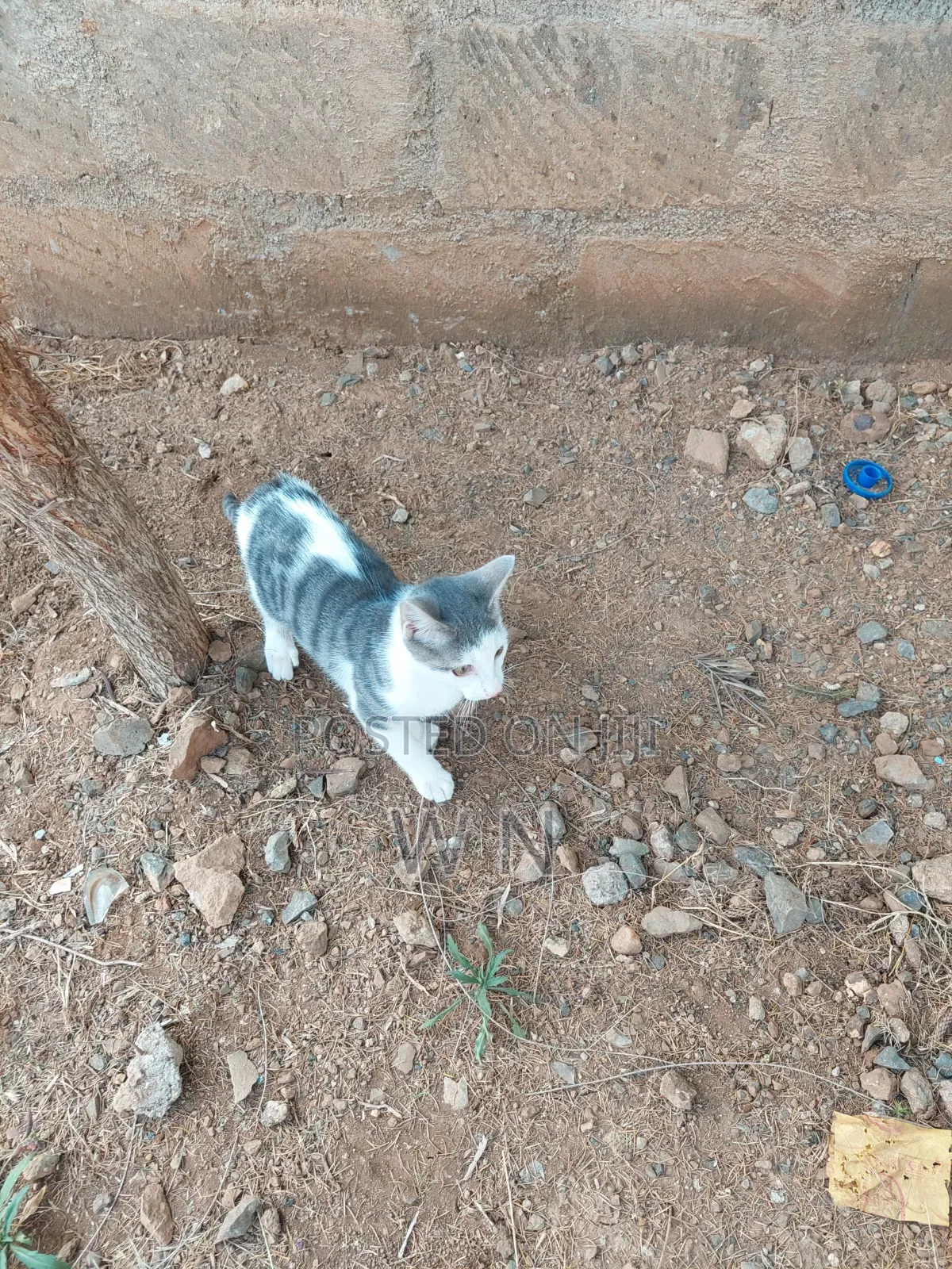 3-6 months Male Purebred American Shorthair