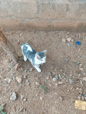 3-6 months Male Purebred American Shorthair