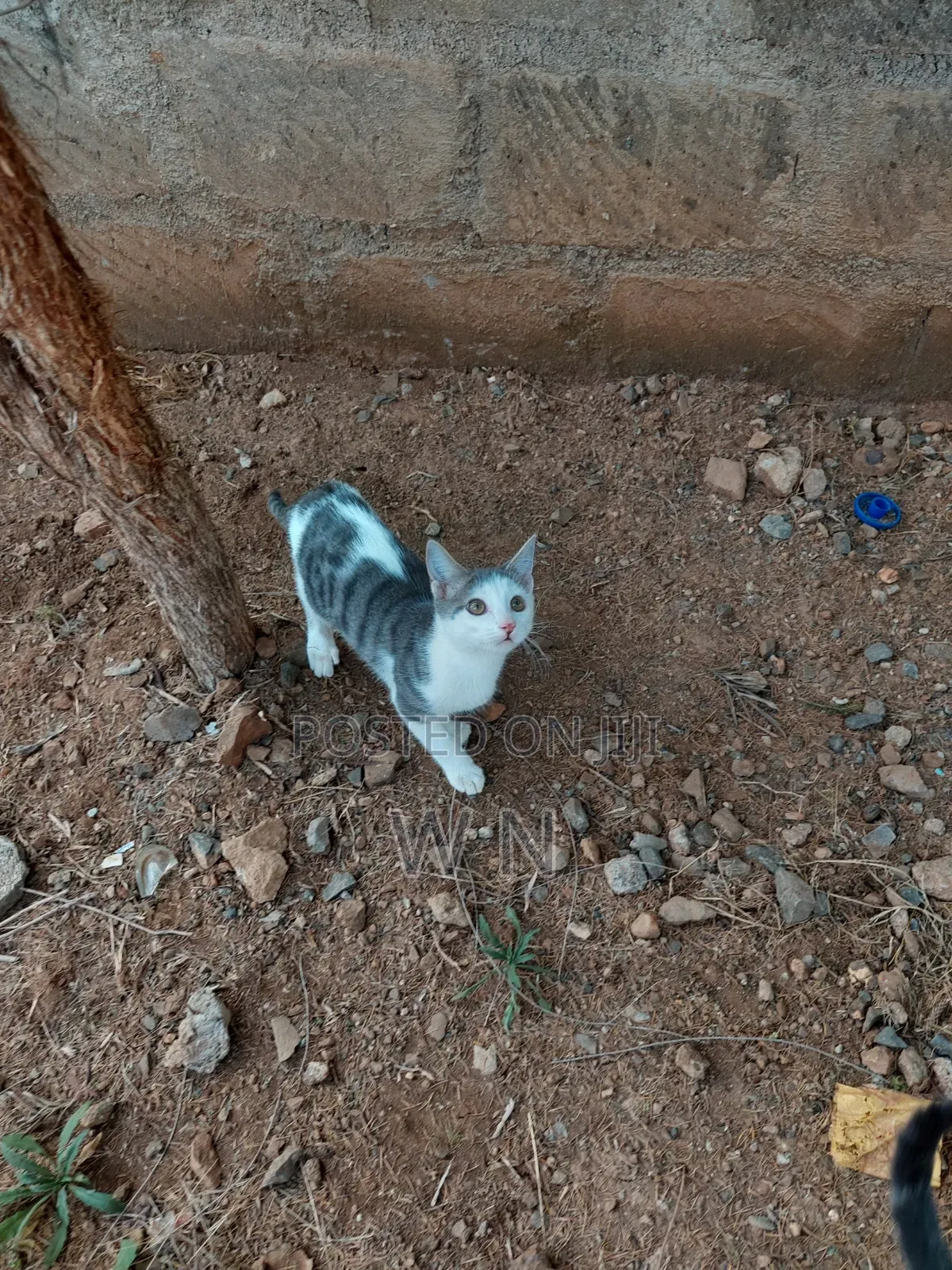 3-6 months Male Purebred American Shorthair