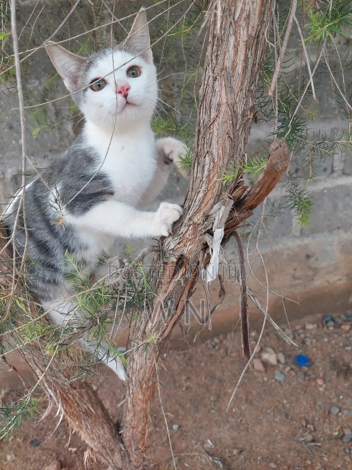 3-6 months Male Purebred American Shorthair