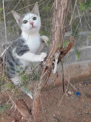 3-6 months Male Purebred American Shorthair