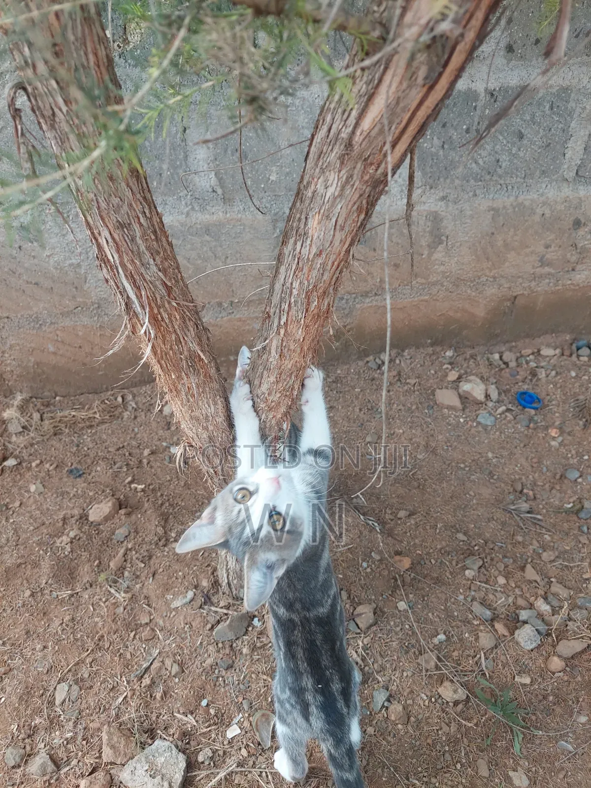 3-6 months Male Purebred American Shorthair