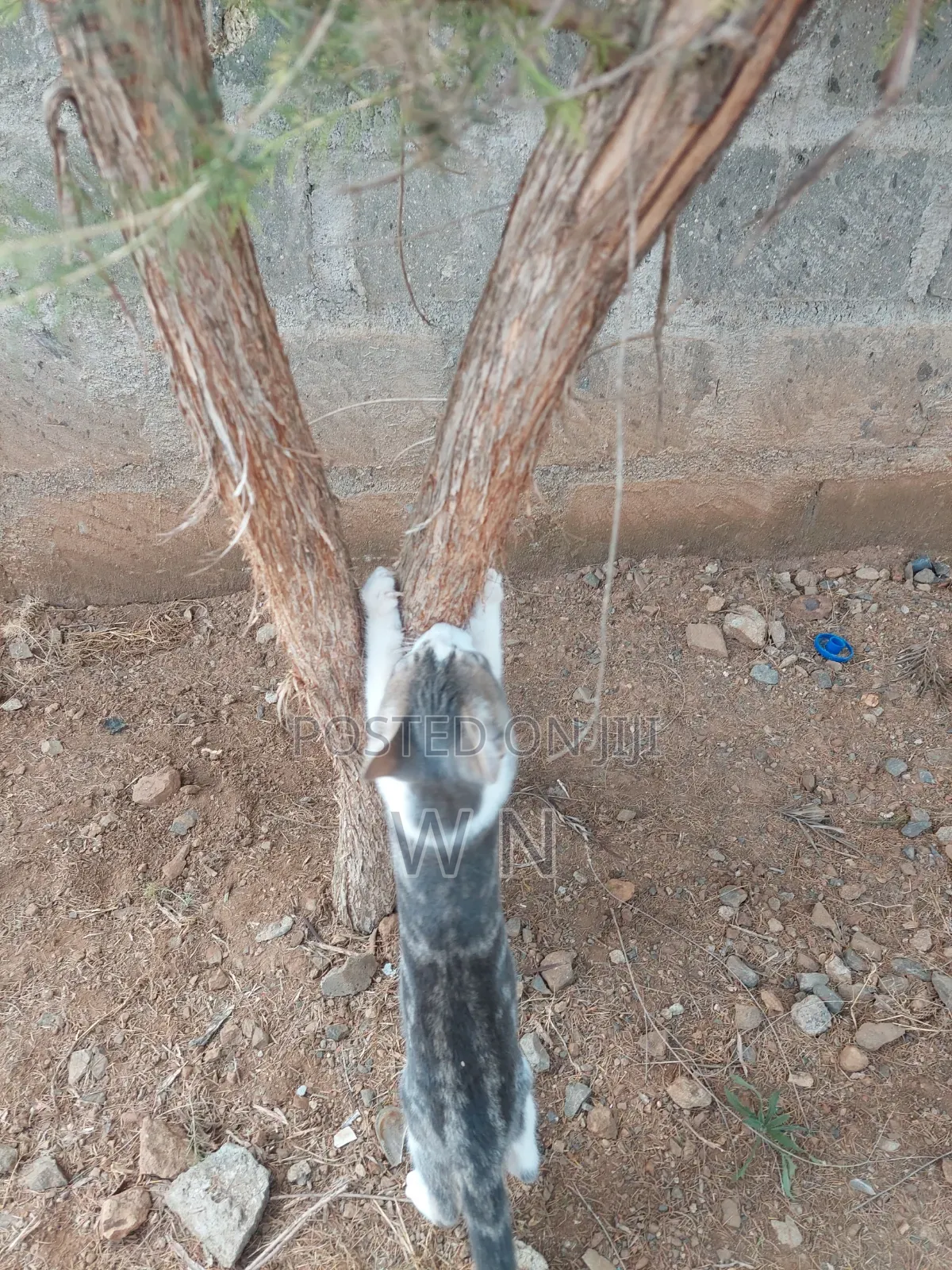 3-6 months Male Purebred American Shorthair