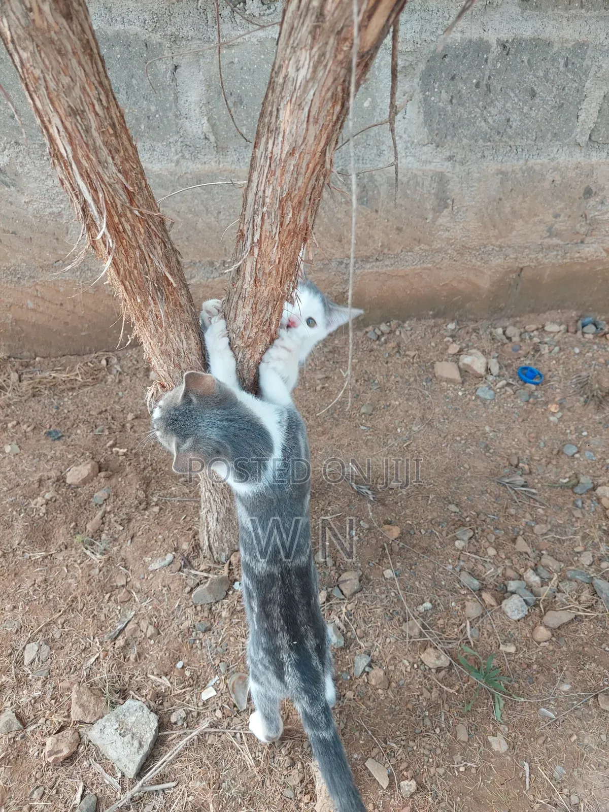 3-6 months Male Purebred American Shorthair