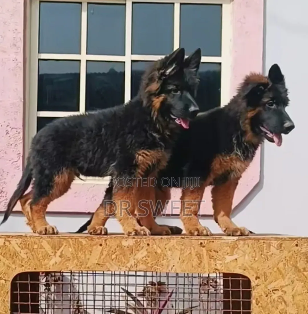 1-3 months Male Purebred German Shepherd