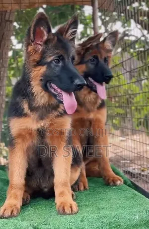 1-3 months Male Purebred German Shepherd