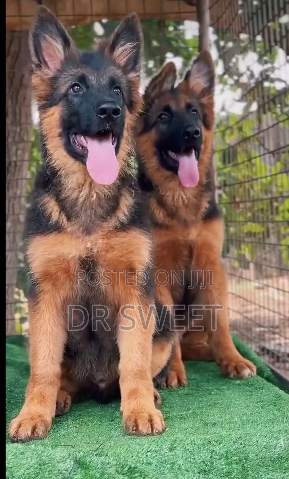 1-3 months Male Purebred German Shepherd