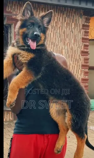 1-3 months Male Purebred German Shepherd