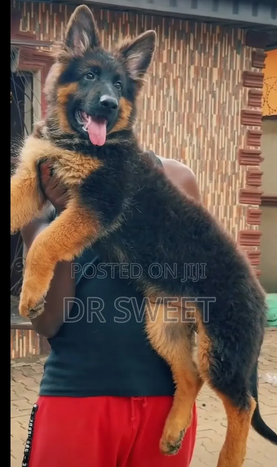 1-3 months Male Purebred German Shepherd