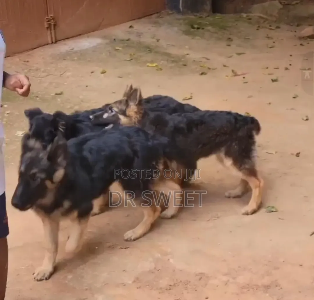 1-3 months Male Purebred German Shepherd