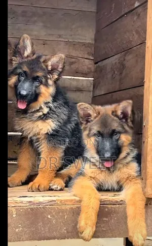 1-3 months Male Purebred German Shepherd