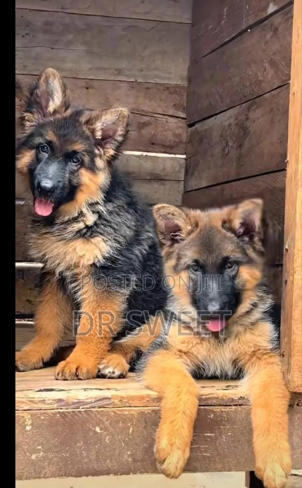 1-3 months Male Purebred German Shepherd