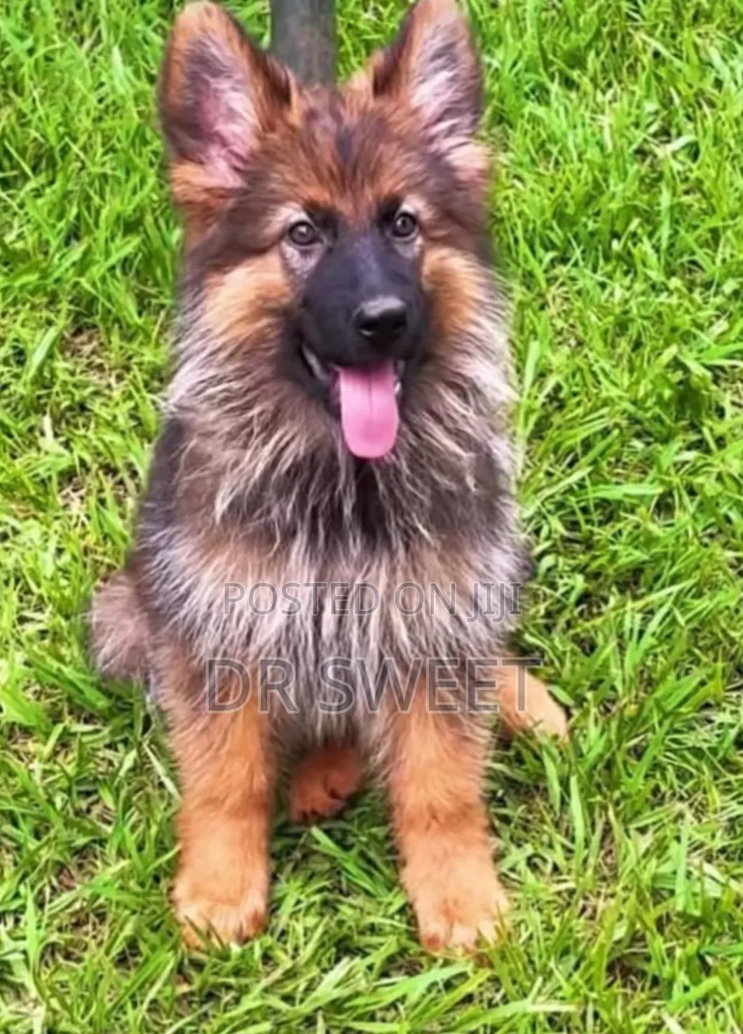 1-3 months Male Purebred German Shepherd