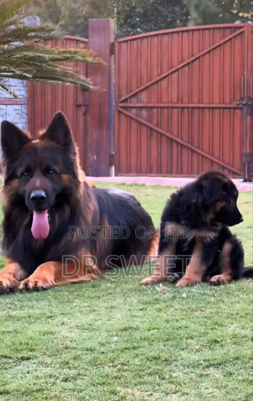 1-3 months Male Purebred German Shepherd