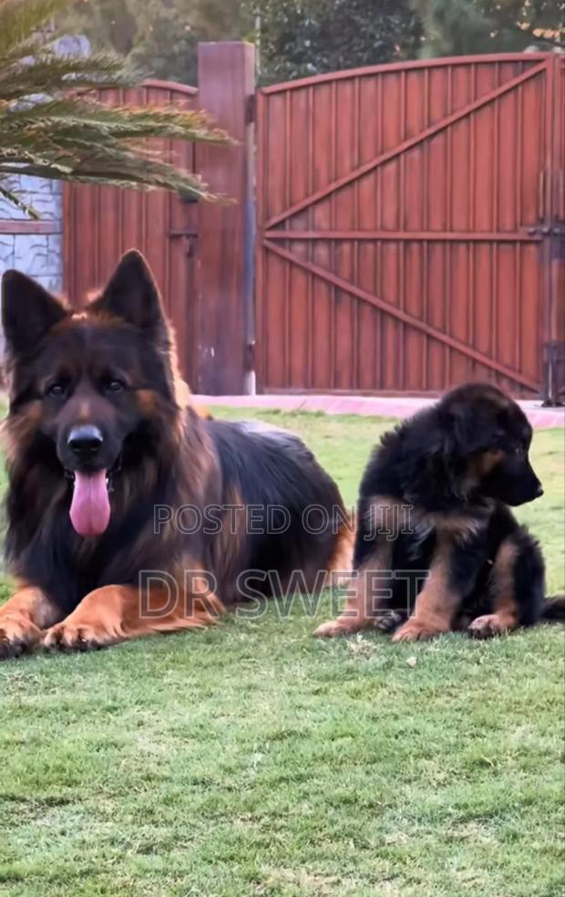 1-3 months Male Purebred German Shepherd - thumbnail 8
