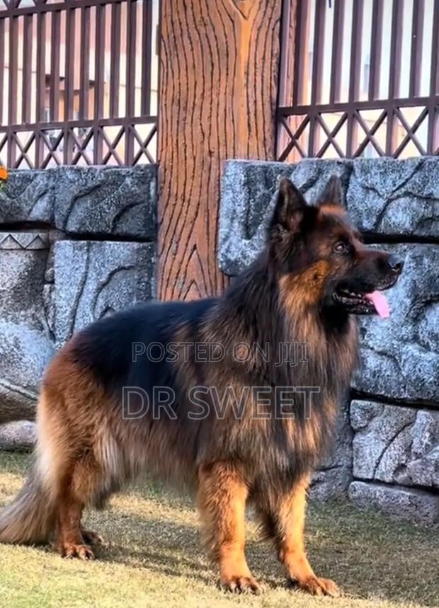 1-3 months Male Purebred German Shepherd - thumbnail 9