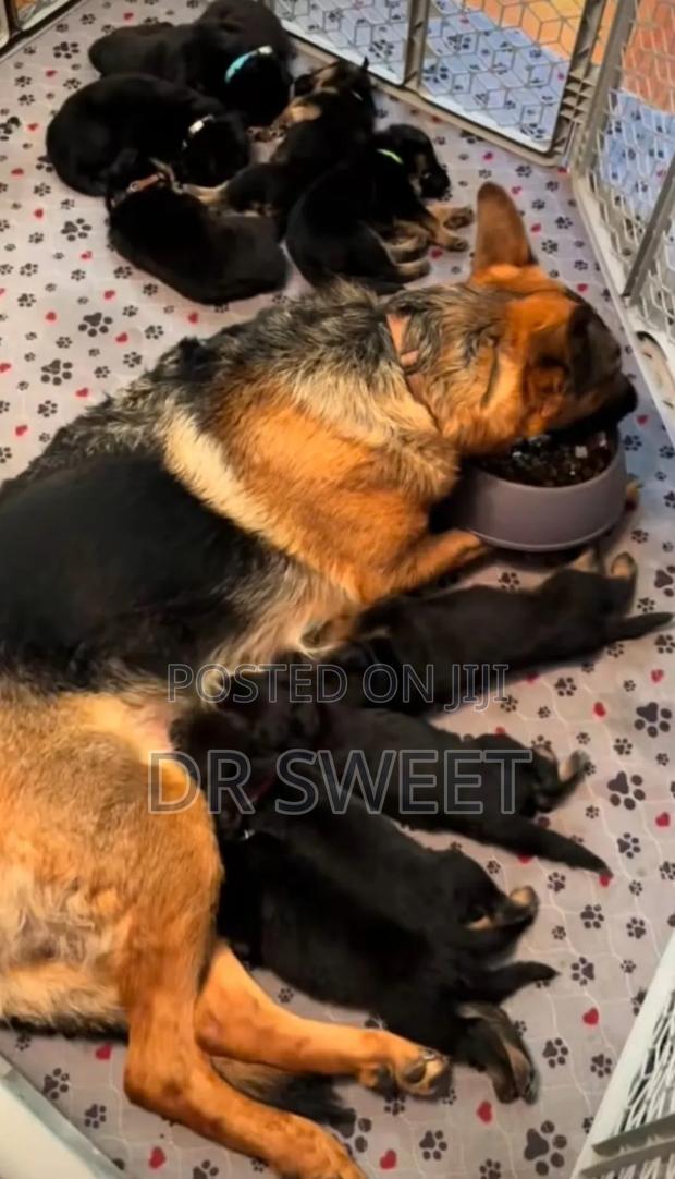 1-3 months Male Purebred German Shepherd - thumbnail 10