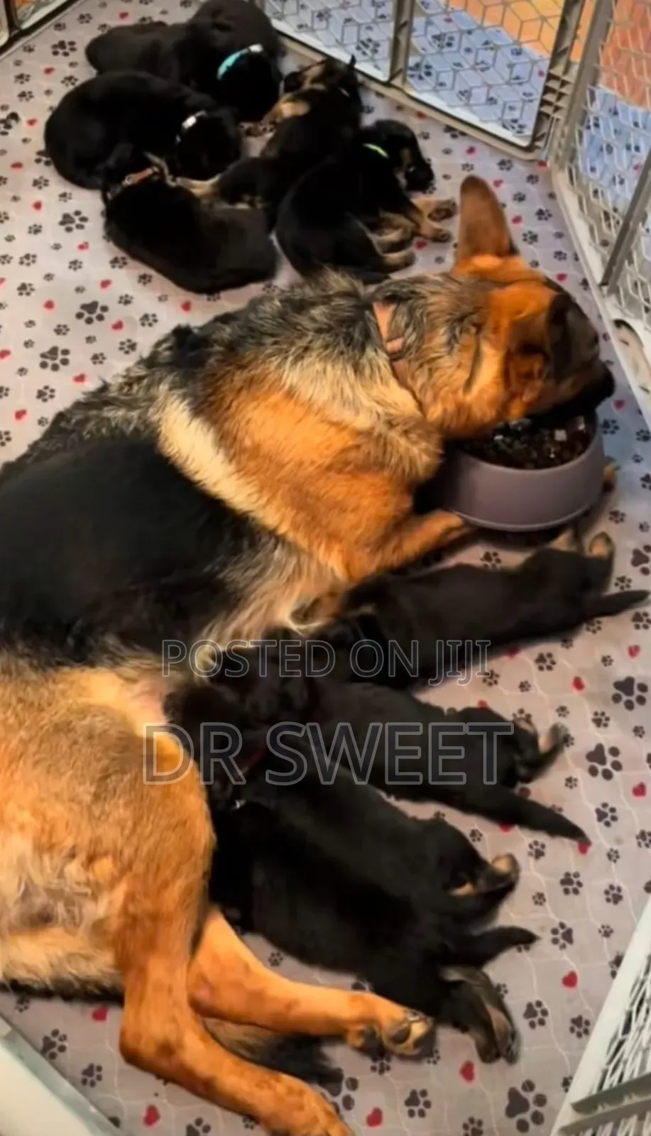 1-3 months Male Purebred German Shepherd
